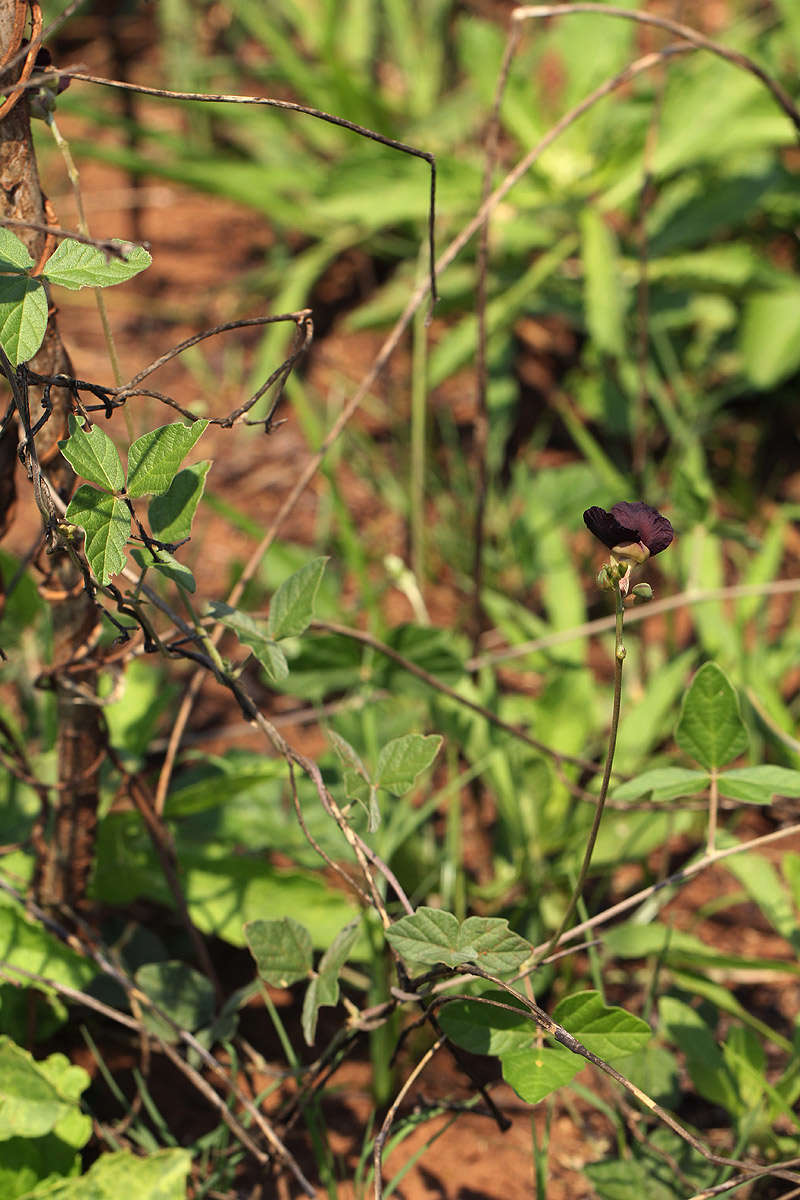 Image of bushbean