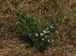 Image of <i>Fabaceae subfamily</i> Papilionoideae