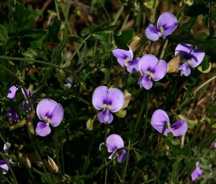 Image of <i>Fabaceae subfamily</i> Papilionoideae