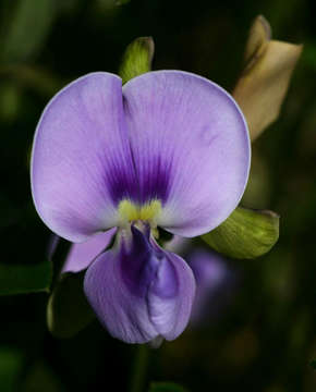 Image of <i>Fabaceae subfamily</i> Papilionoideae