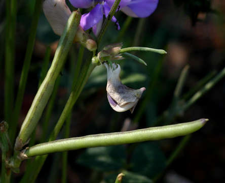 Image of <i>Fabaceae subfamily</i> Papilionoideae