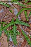 Image of <i>Fabaceae subfamily</i> Papilionoideae