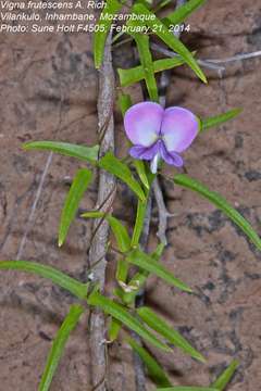 Image of <i>Fabaceae subfamily</i> Papilionoideae