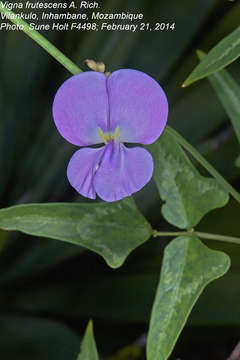 Image of <i>Fabaceae subfamily</i> Papilionoideae