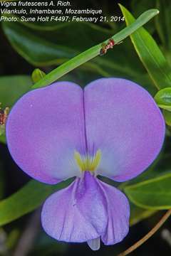 Image of <i>Fabaceae subfamily</i> Papilionoideae