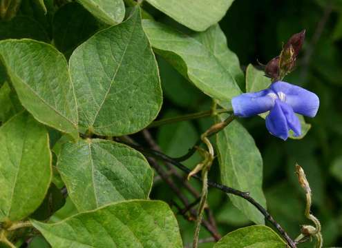 Image of cowpea