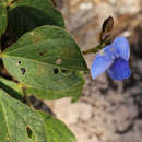 Image of Vigna gazensis Baker fil.