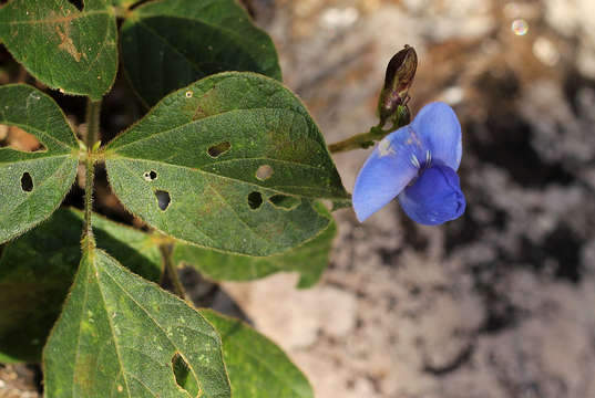 Слика од Vigna