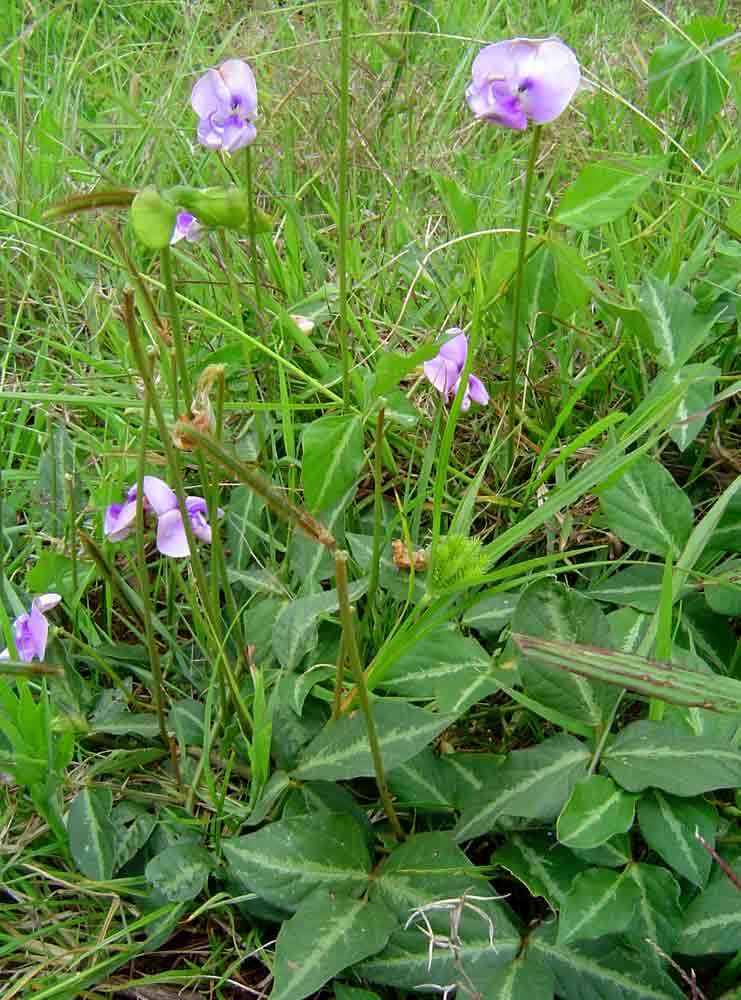 Слика од Vigna vexillata (L.) A. Rich.