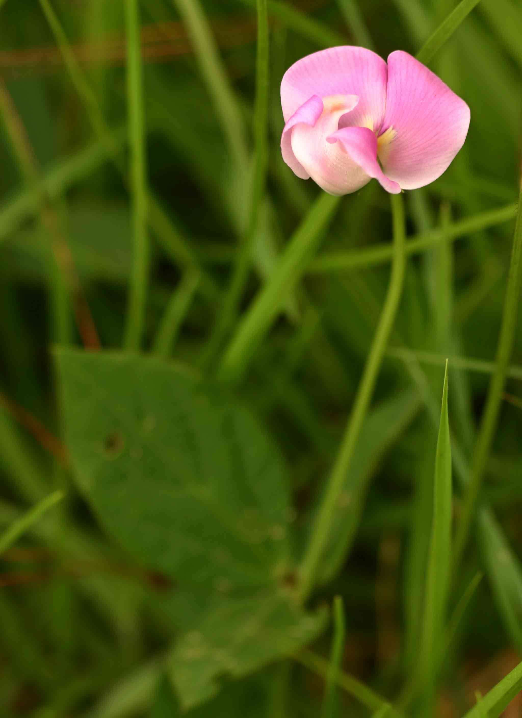 Слика од Vigna vexillata (L.) A. Rich.