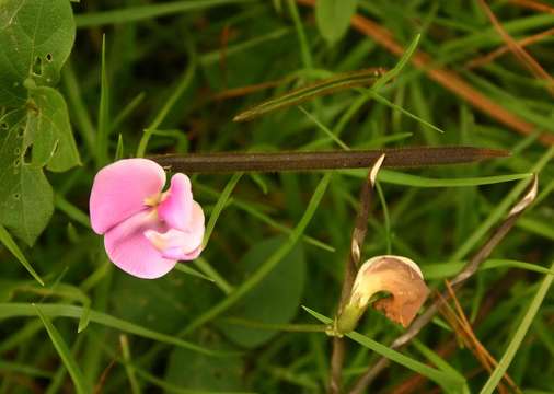 Plancia ëd Vigna vexillata (L.) A. Rich.