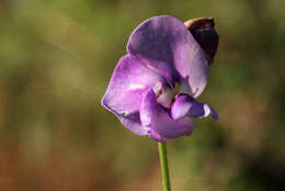 Слика од Vigna vexillata (L.) A. Rich.