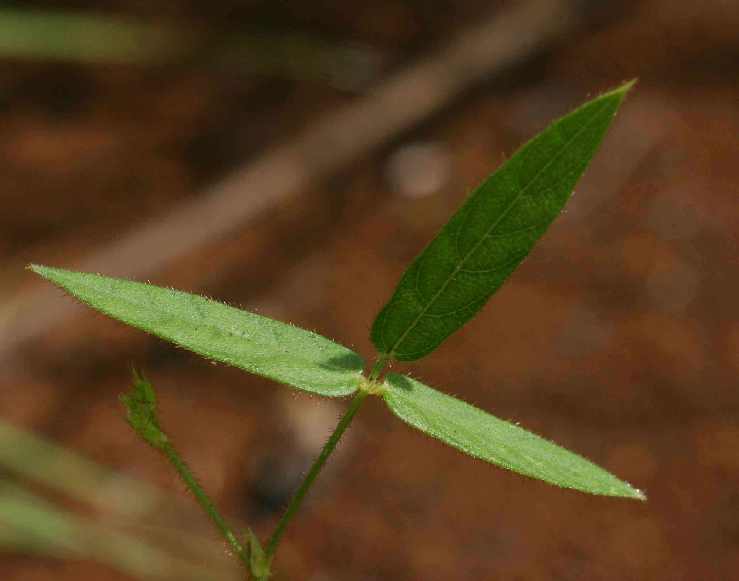 Image of Vigna vexillata var. angustifolia (Schum. & Thonn.) Baker