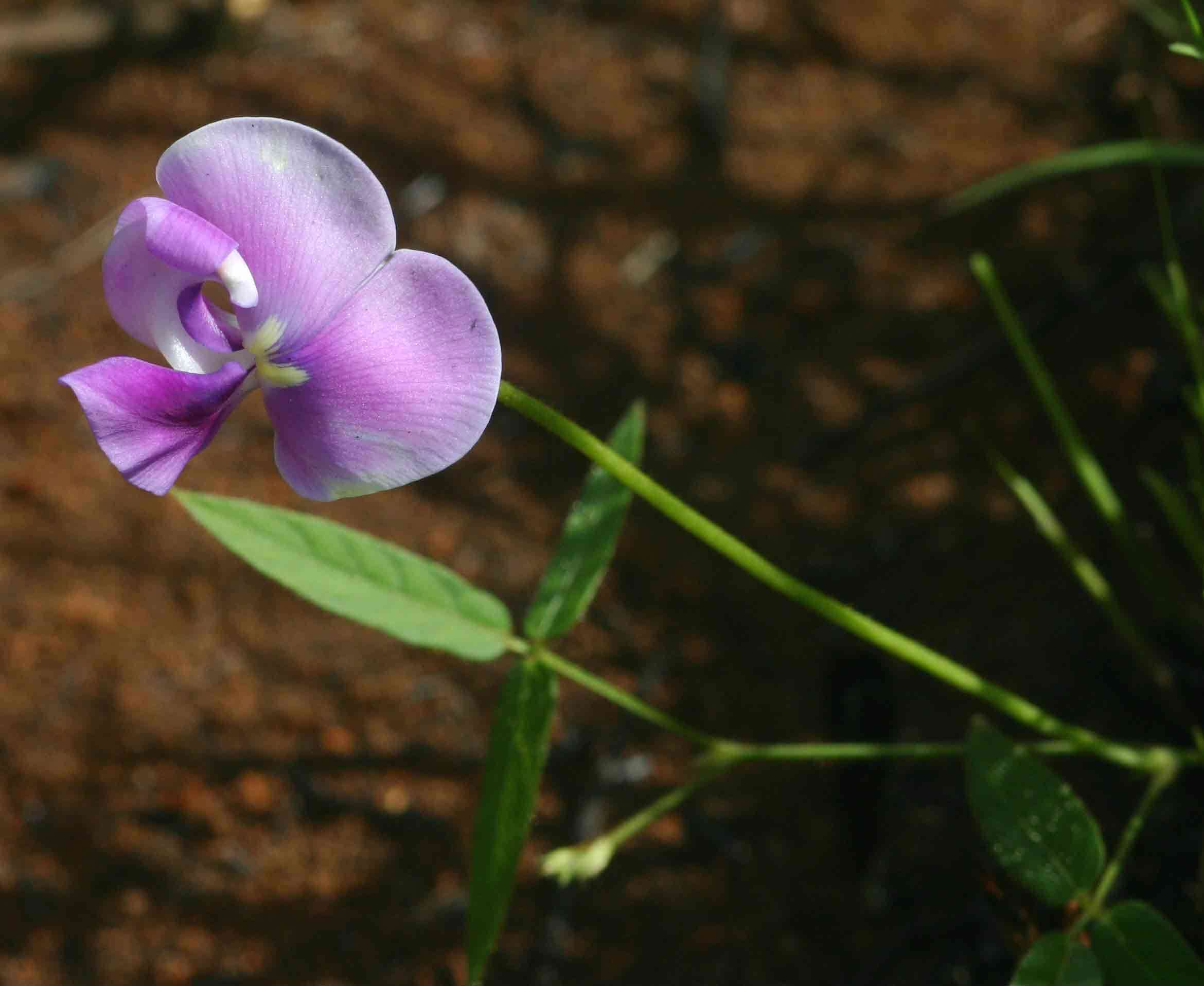 Слика од Vigna vexillata var. angustifolia (Schum. & Thonn.) Baker