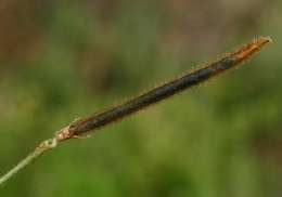 Слика од Vigna vexillata var. angustifolia (Schum. & Thonn.) Baker