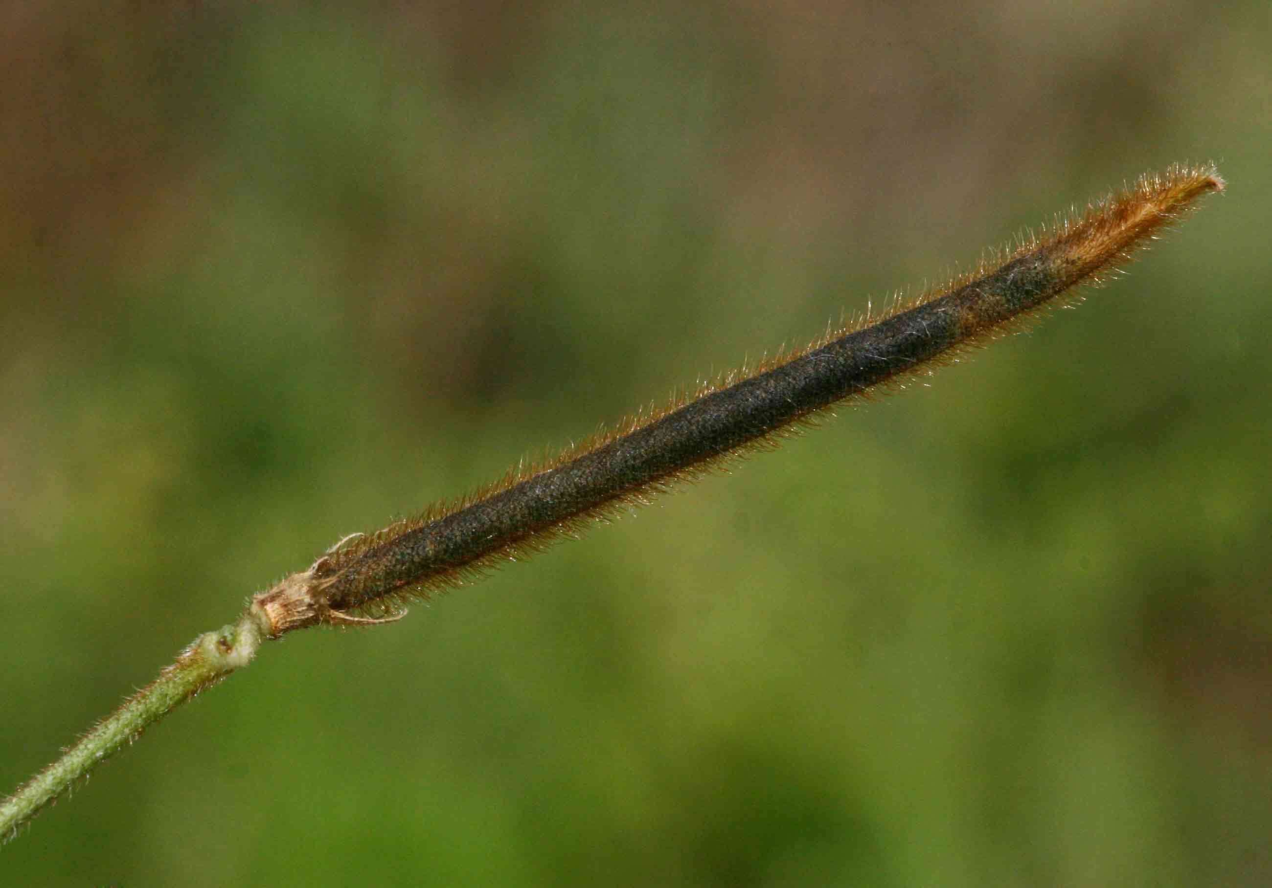 Image of Vigna vexillata var. angustifolia (Schum. & Thonn.) Baker