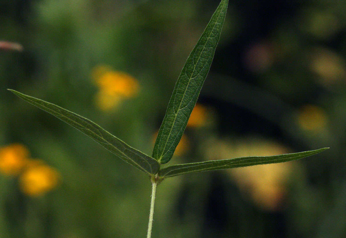 Image of Vigna vexillata var. angustifolia (Schum. & Thonn.) Baker