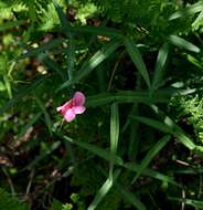 Image of sphenostylis