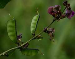 Image of Lablab bean