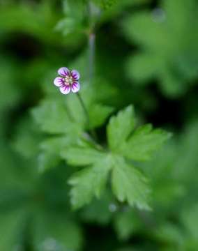 Sivun Geranium arabicum Forssk. kuva