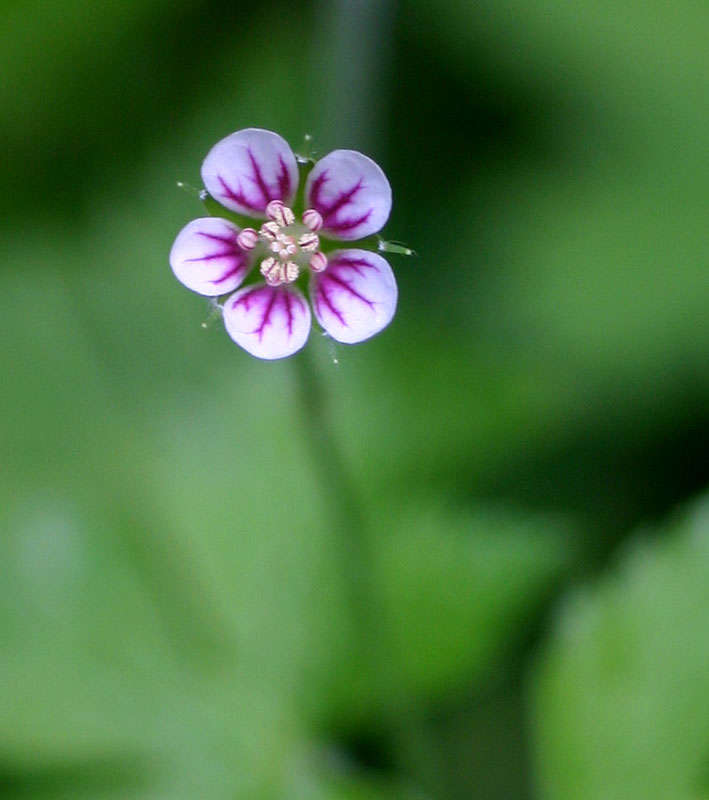 Image of Geranium arabicum Forssk.