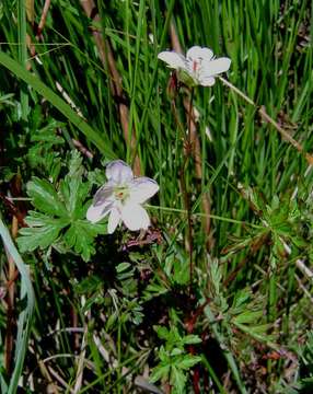 Image of Geranium nyassense R. Knuth