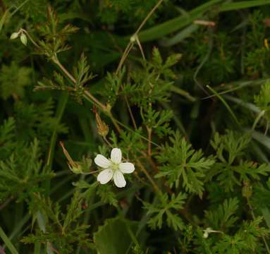 Image of Geranium nyassense R. Knuth