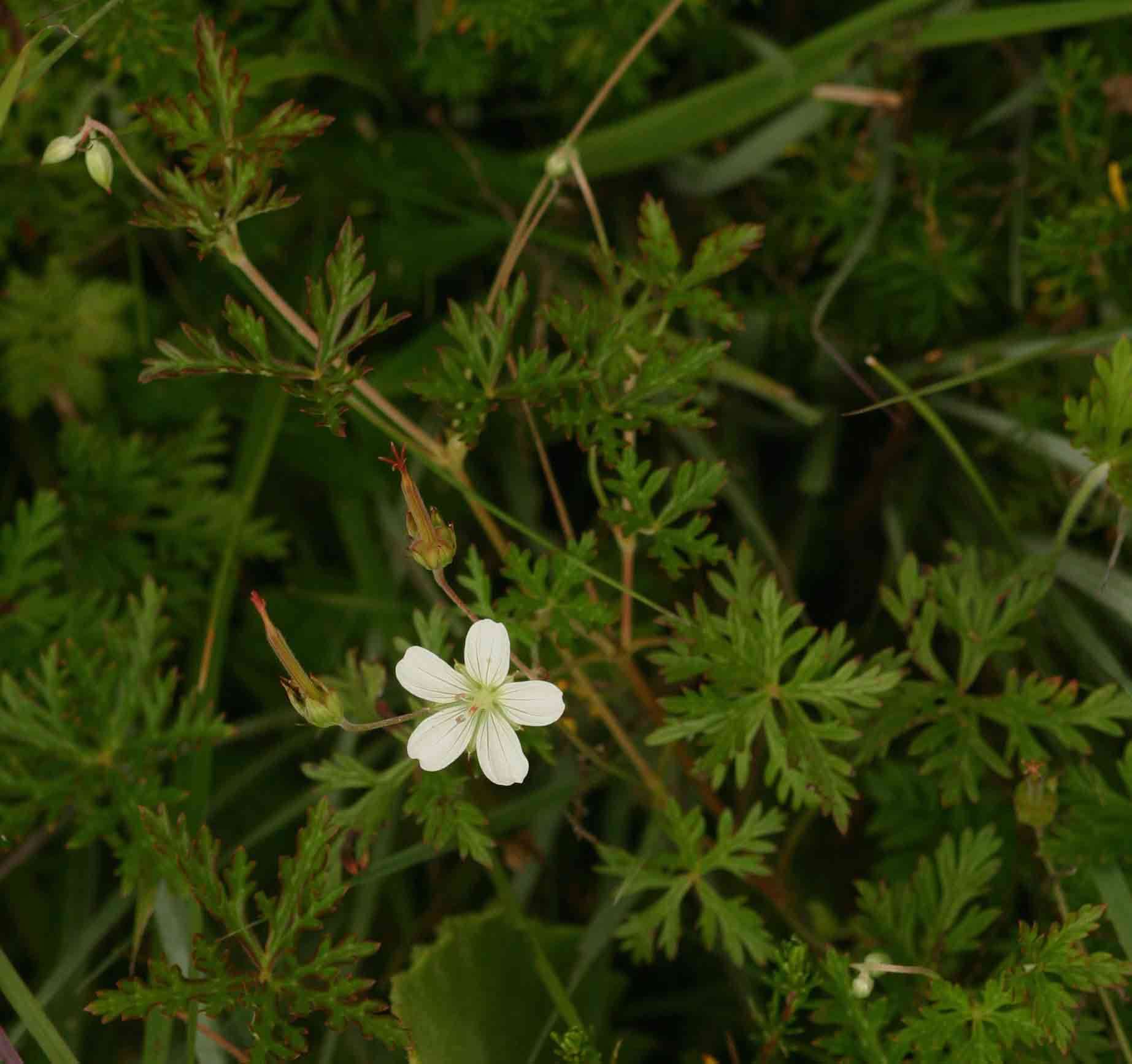 Sivun Geranium nyassense R. Knuth kuva