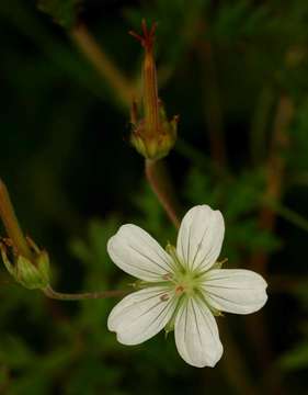 Sivun Geranium nyassense R. Knuth kuva