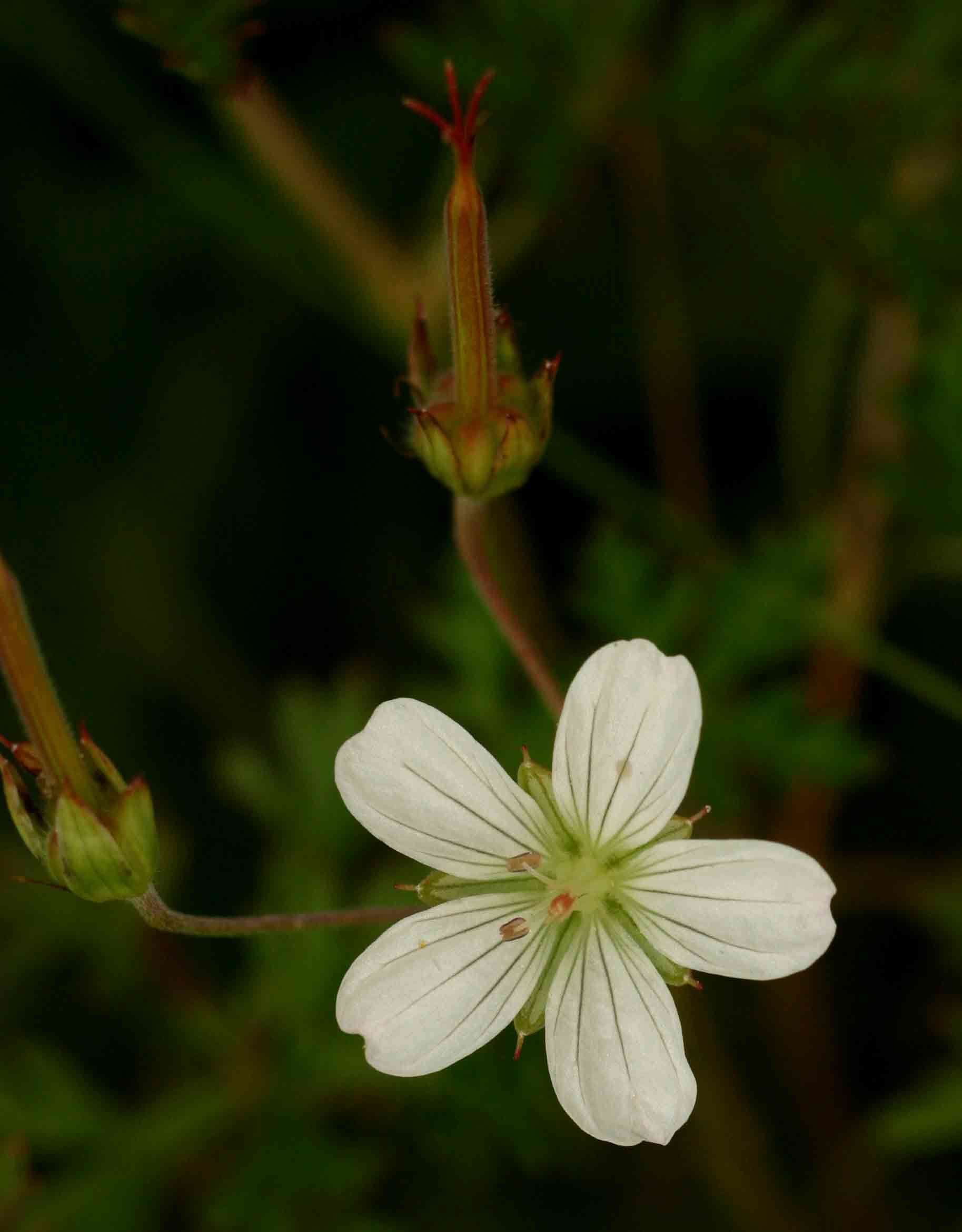 Sivun Geranium nyassense R. Knuth kuva