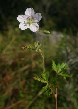 Sivun Geranium nyassense R. Knuth kuva