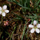 Sivun Geranium nyassense R. Knuth kuva