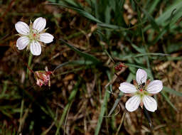 Sivun Geranium nyassense R. Knuth kuva