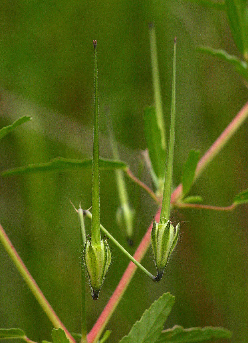 Image de Monsonia