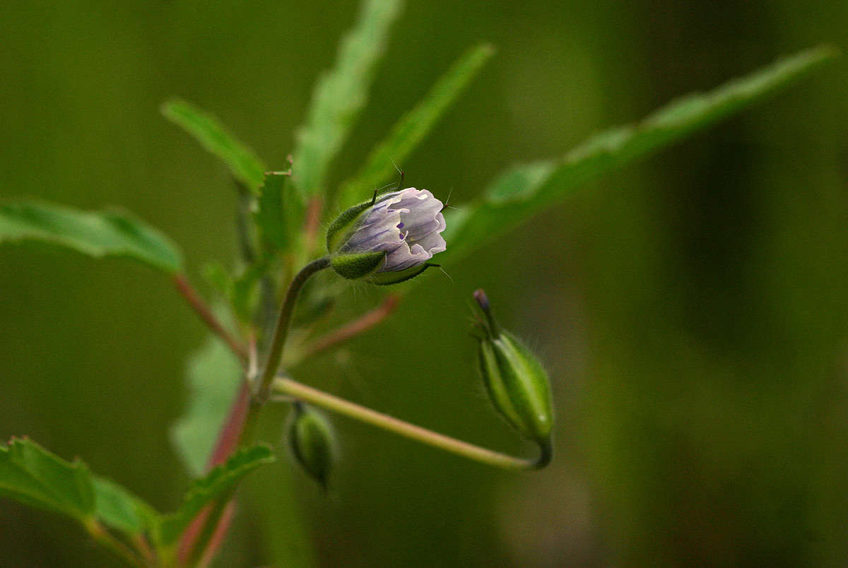 Image de Monsonia