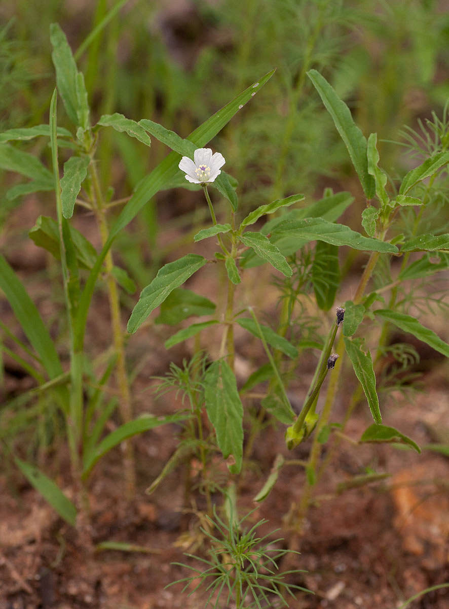 Image de Monsonia