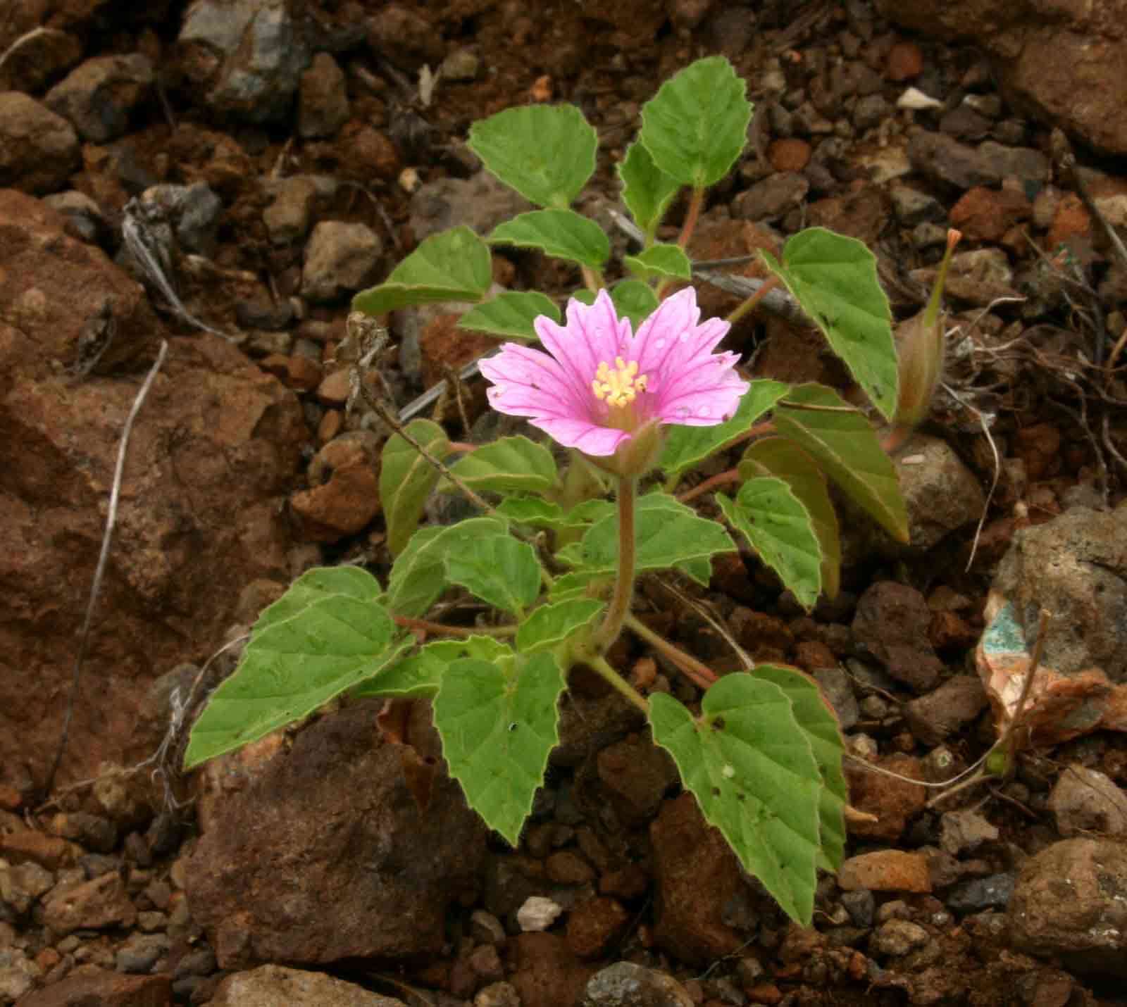 Monsonia senegalensis Guill. & Perr.的圖片