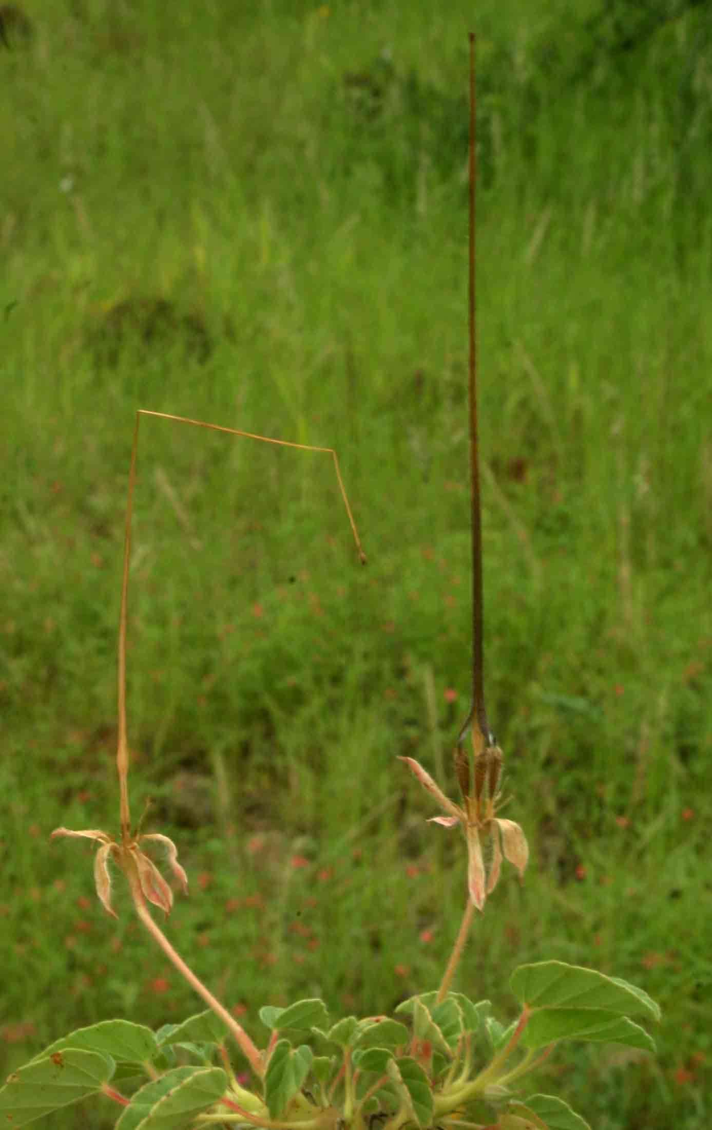 Monsonia senegalensis Guill. & Perr.的圖片