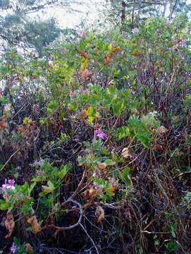 Image of sweet scented geranium