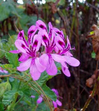 Image of sweet scented geranium