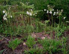 Слика од Pelargonium luridum (Andr.) Sweet