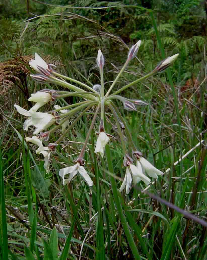 Слика од Pelargonium luridum (Andr.) Sweet