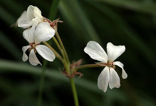 Image of Variable stork's-bill