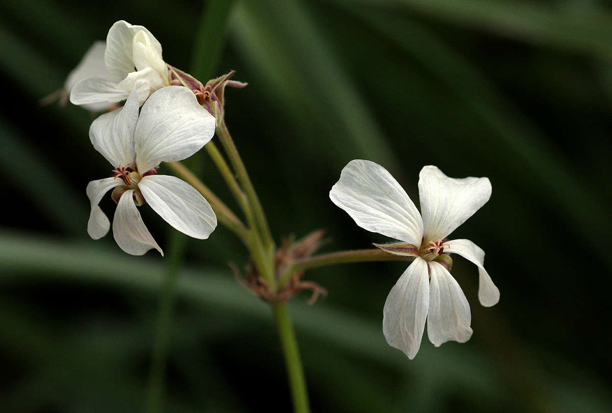 Слика од Pelargonium luridum (Andr.) Sweet