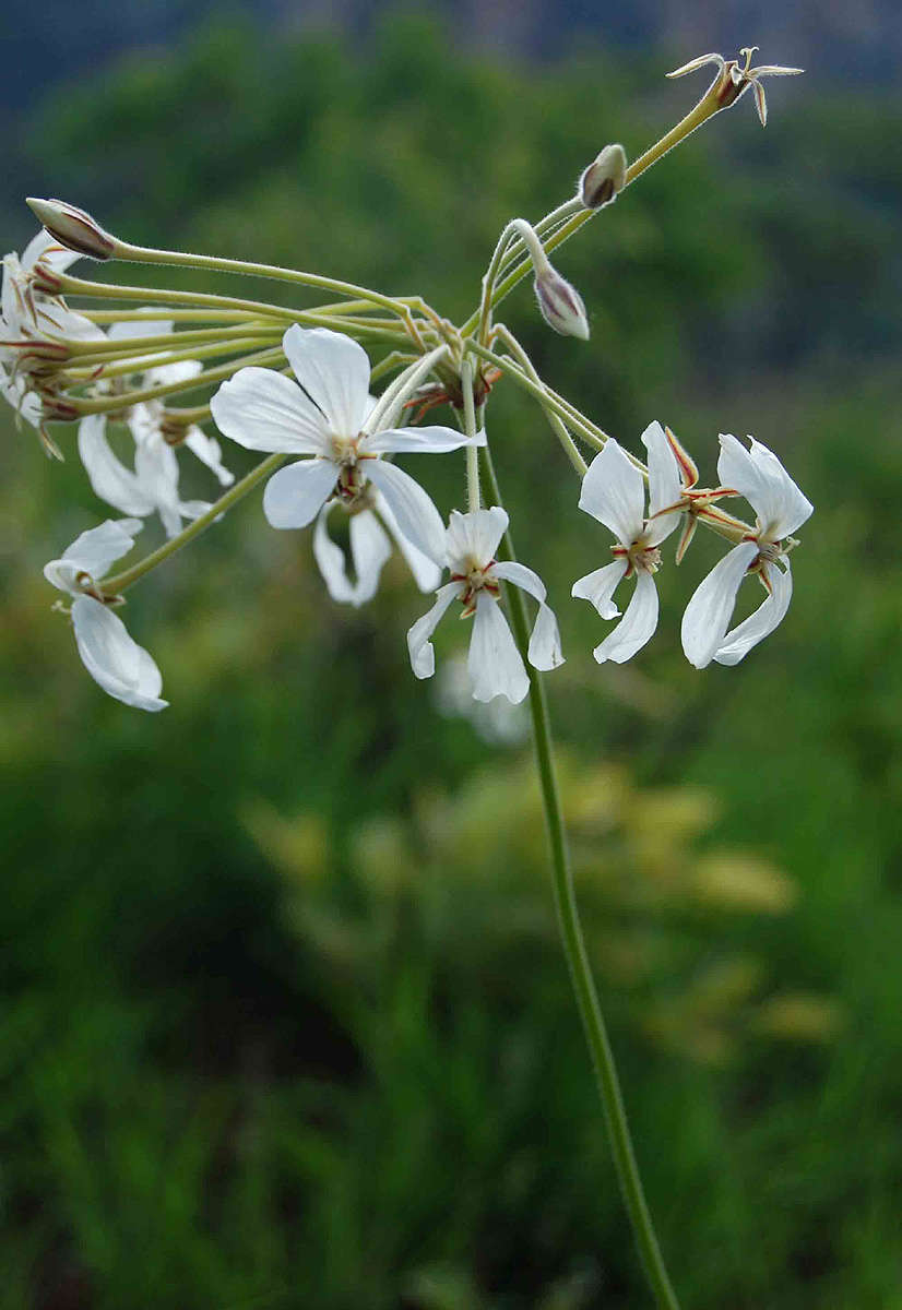 Слика од Pelargonium luridum (Andr.) Sweet