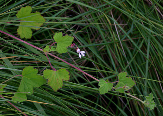 Слика од Pelargonium mossambicense Engl.