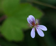 Image of Pelargonium mossambicense Engl.