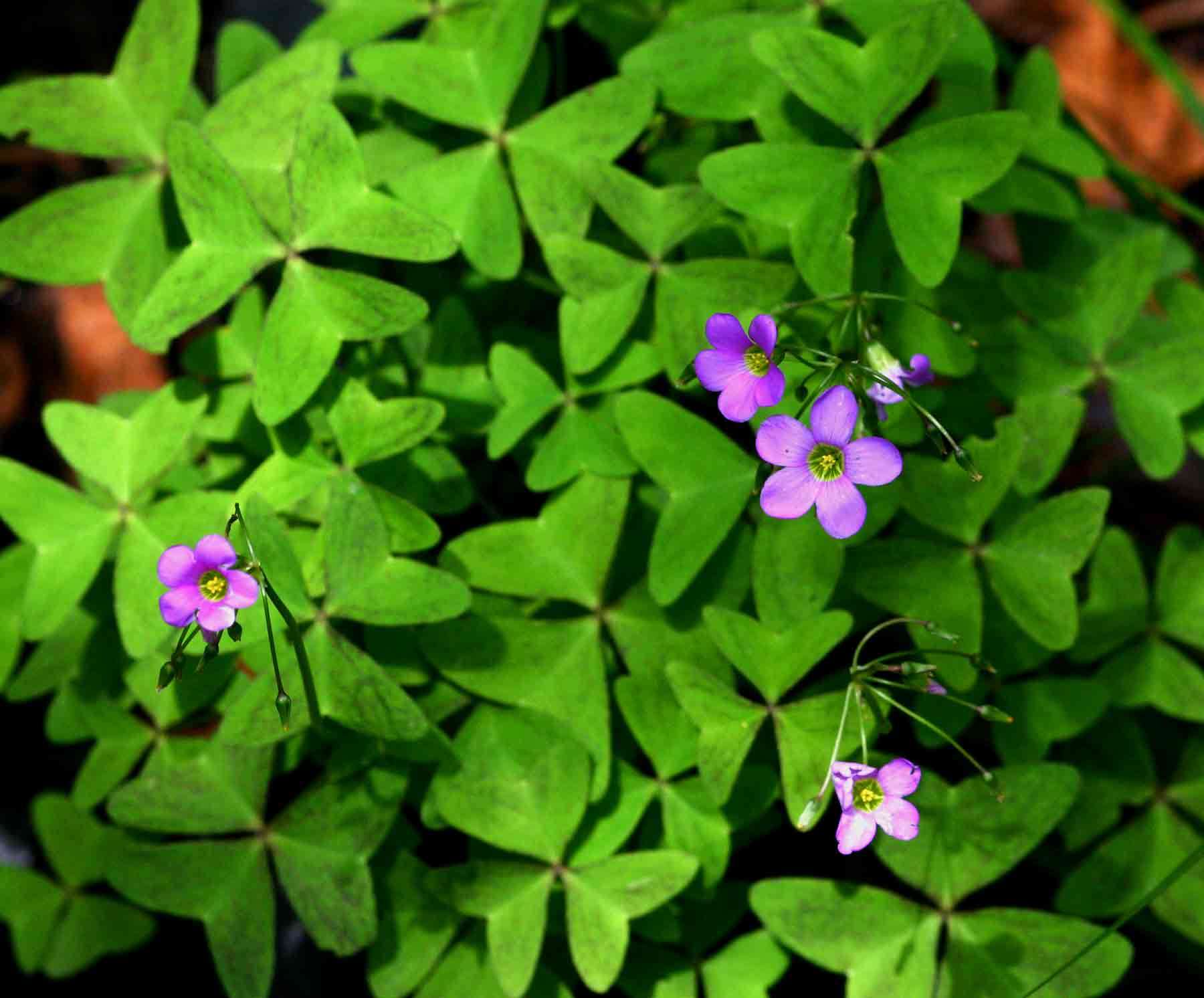 Image of broadleaf woodsorrel