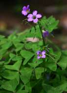 Imagem de Oxalis latifolia Kunth