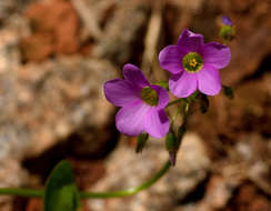 Image of broadleaf woodsorrel